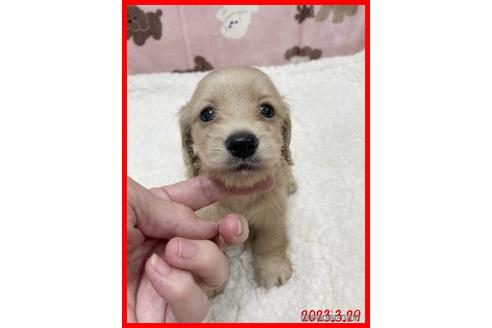 販売中の千葉県のカニンヘンダックスフンド(ロングヘアード)-229684